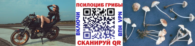 гидра ссылка  Кадников  Псилоцибиновые грибы Psilocybe 